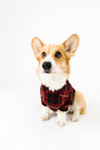 Newborn King Pet Pullover Bamboo