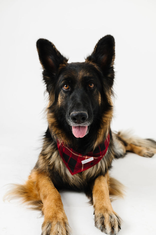 Newborn King Pet Bandana Bamboo