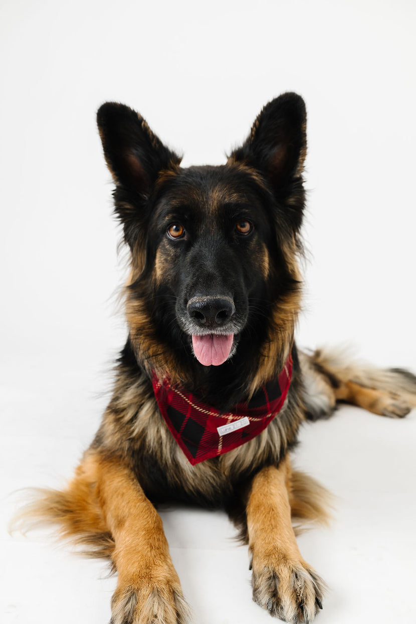 Newborn King Pet Bandana Bamboo