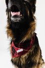 Newborn King Pet Bandana Bamboo