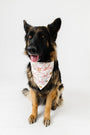 Let Us Adore Him Pet Bandana Bamboo